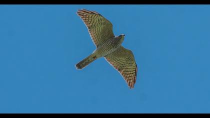 Levant Sparrowhawk