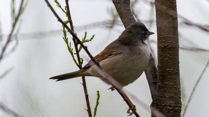 Common Whitethroat