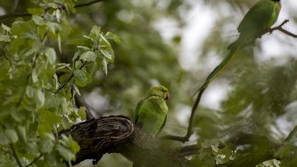 Rose-ringed Parakeet