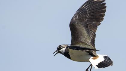 Northern Lapwing