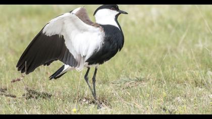 Spur-winged Lapwing