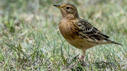 Red-throated Pipit
