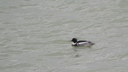 Red-breasted Merganser