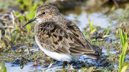 Temminck`s Stint