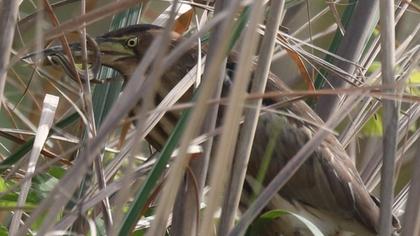 Little Bittern