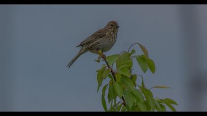 Corn Bunting