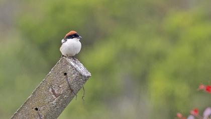 Woodchat Shrike