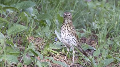 Song Thrush