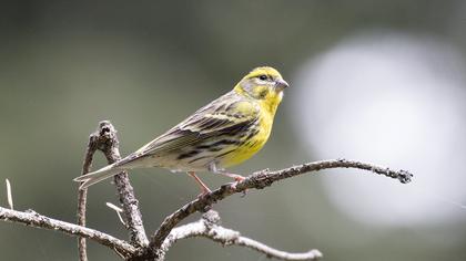 European Serin