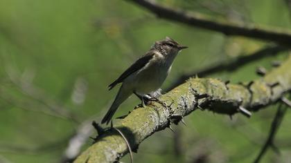 Common Chiffchaff