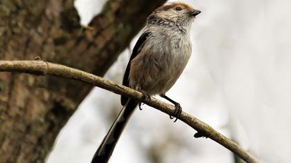 Long-tailed Tit