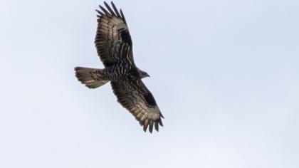 European Honey Buzzard
