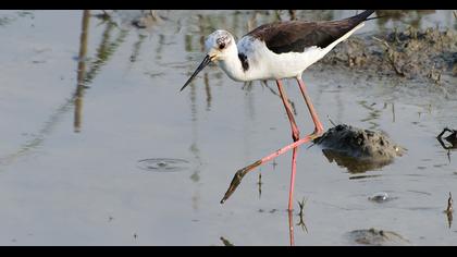 Black-winged Stilt