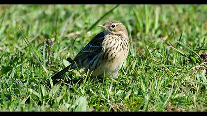 Meadow Pipit