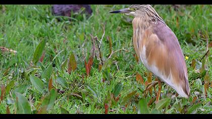 Squacco Heron