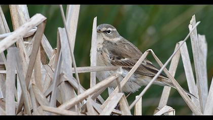 Water Pipit