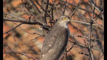 Eurasian Sparrowhawk