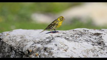 European Serin