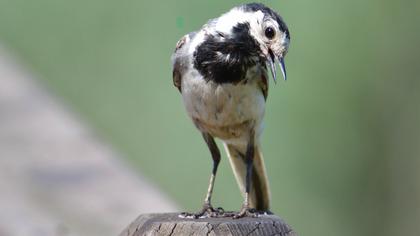 White Wagtail