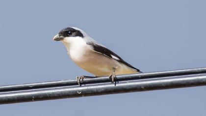 Lesser Grey Shrike