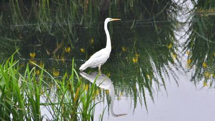 Great Egret