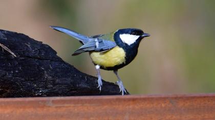 Great Tit