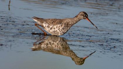 Spotted Redshank