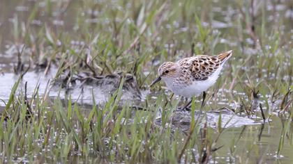 Little Stint