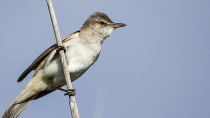 Great Reed Warbler
