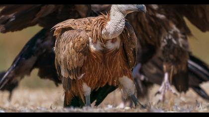 Griffon Vulture
