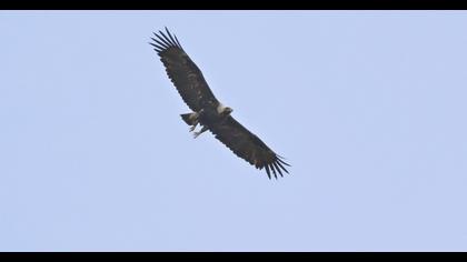 Eastern Imperial Eagle