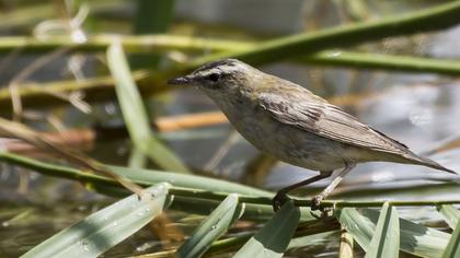 Sedge Warbler