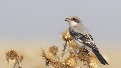 Lesser Grey Shrike