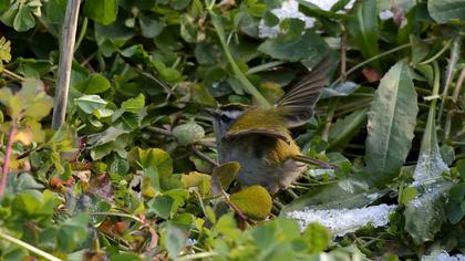 Common Firecrest