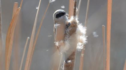 Eurasian Penduline Tit