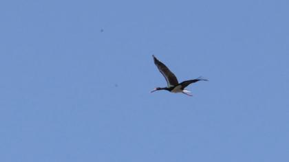 Black Stork