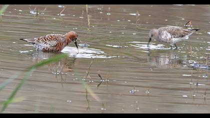 Curlew Sandpiper
