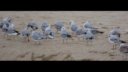 Black-headed Gull