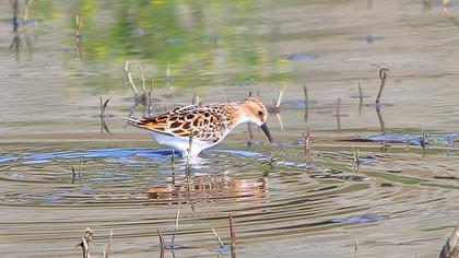 Little Stint