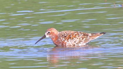 Curlew Sandpiper