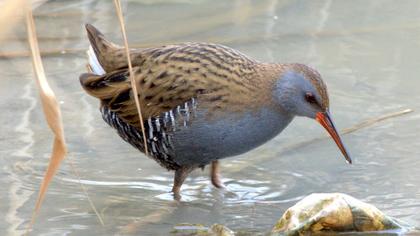Water Rail