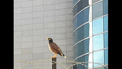 Common Myna