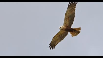 Western Marsh Harrier
