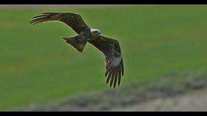 Black Kite