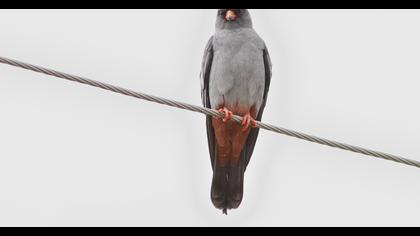 Red-footed Falcon
