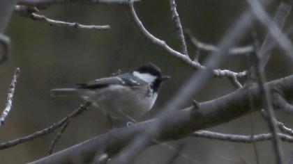Coal Tit