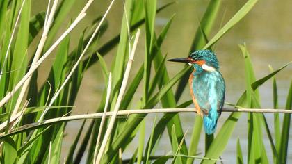 Common Kingfisher