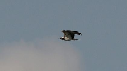 Western Osprey