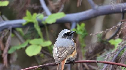 Common Redstart