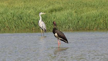 Black Stork